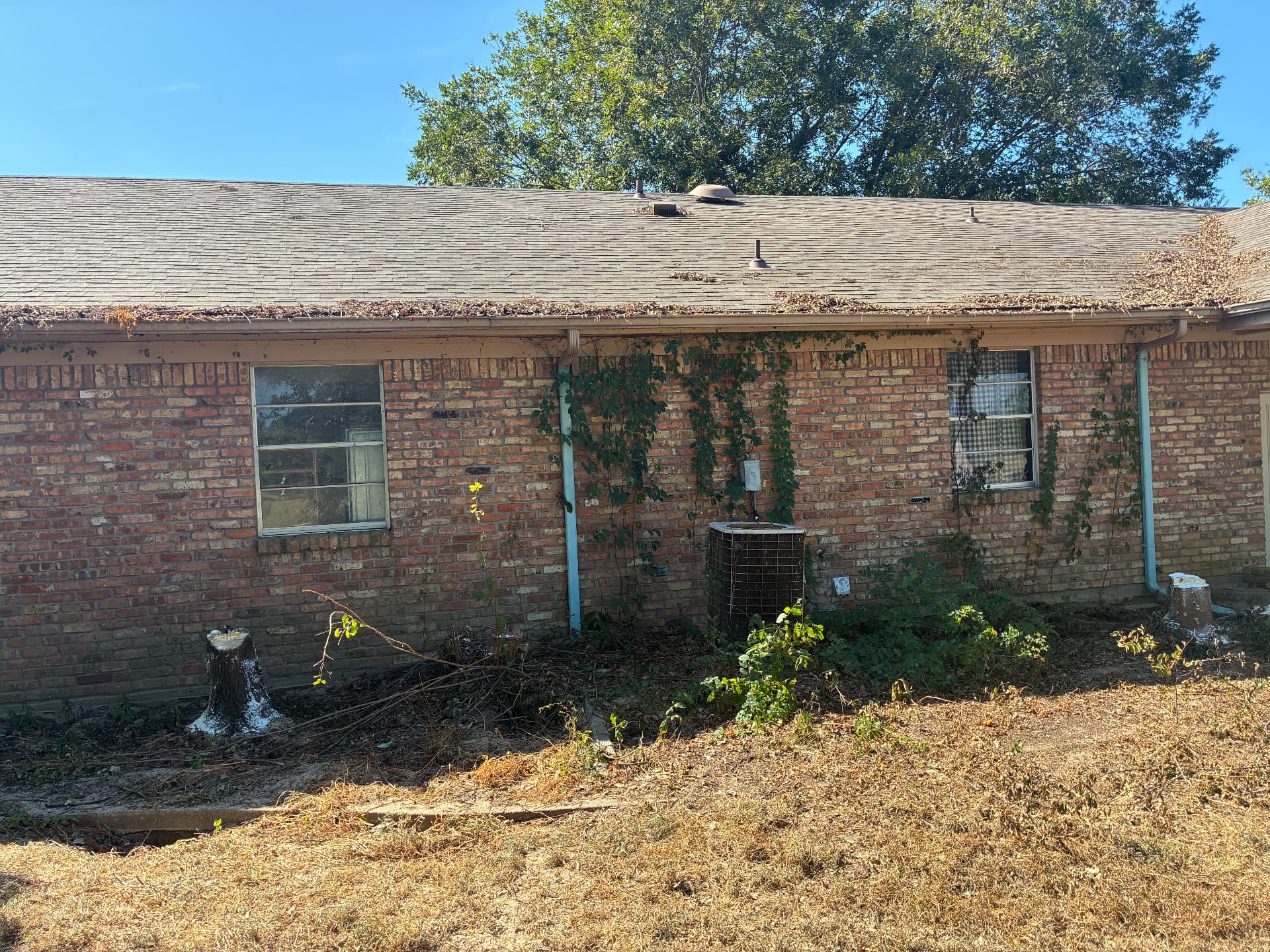 The same brick wall after tree removal and brush clearing, with open ground and cut stumps