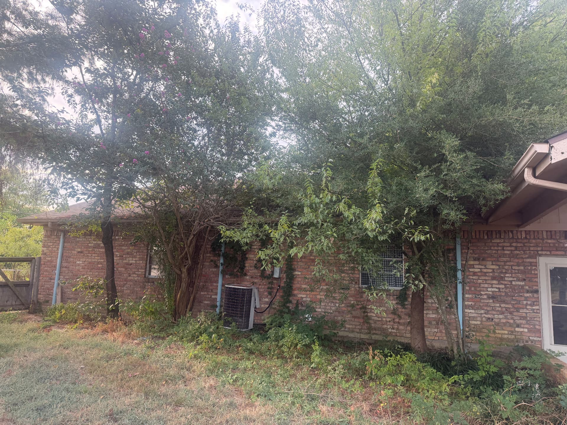 Brick house wall crowded by overgrown trees, vines and thick brush